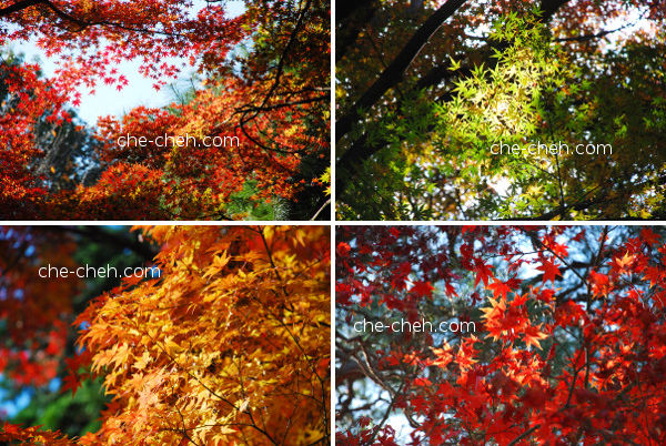 The Many Colors Of Maple Leaves @ Shinjuku Gyoen, Tokyo